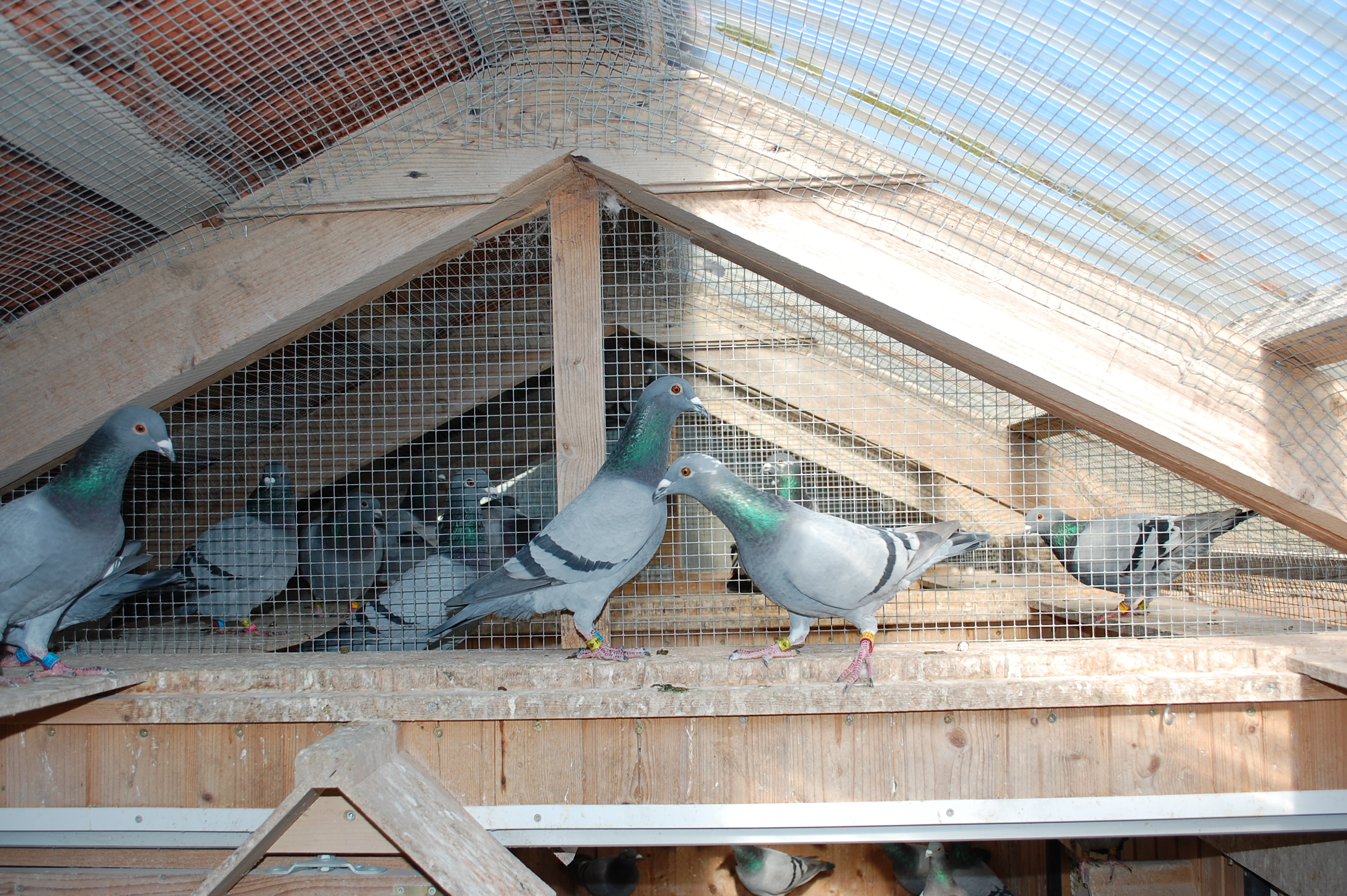3-Junge-sonnen-sich-gerne-unterm-Dach