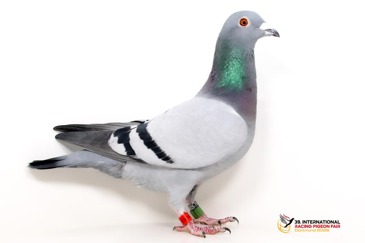 Sporttauben--A-32-DV1289-22-512-Meiser