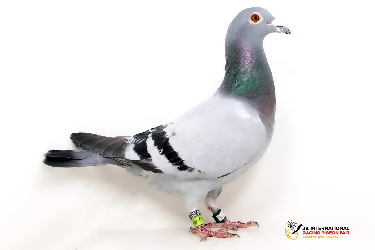 Sporttauben--B-35-Dv-247