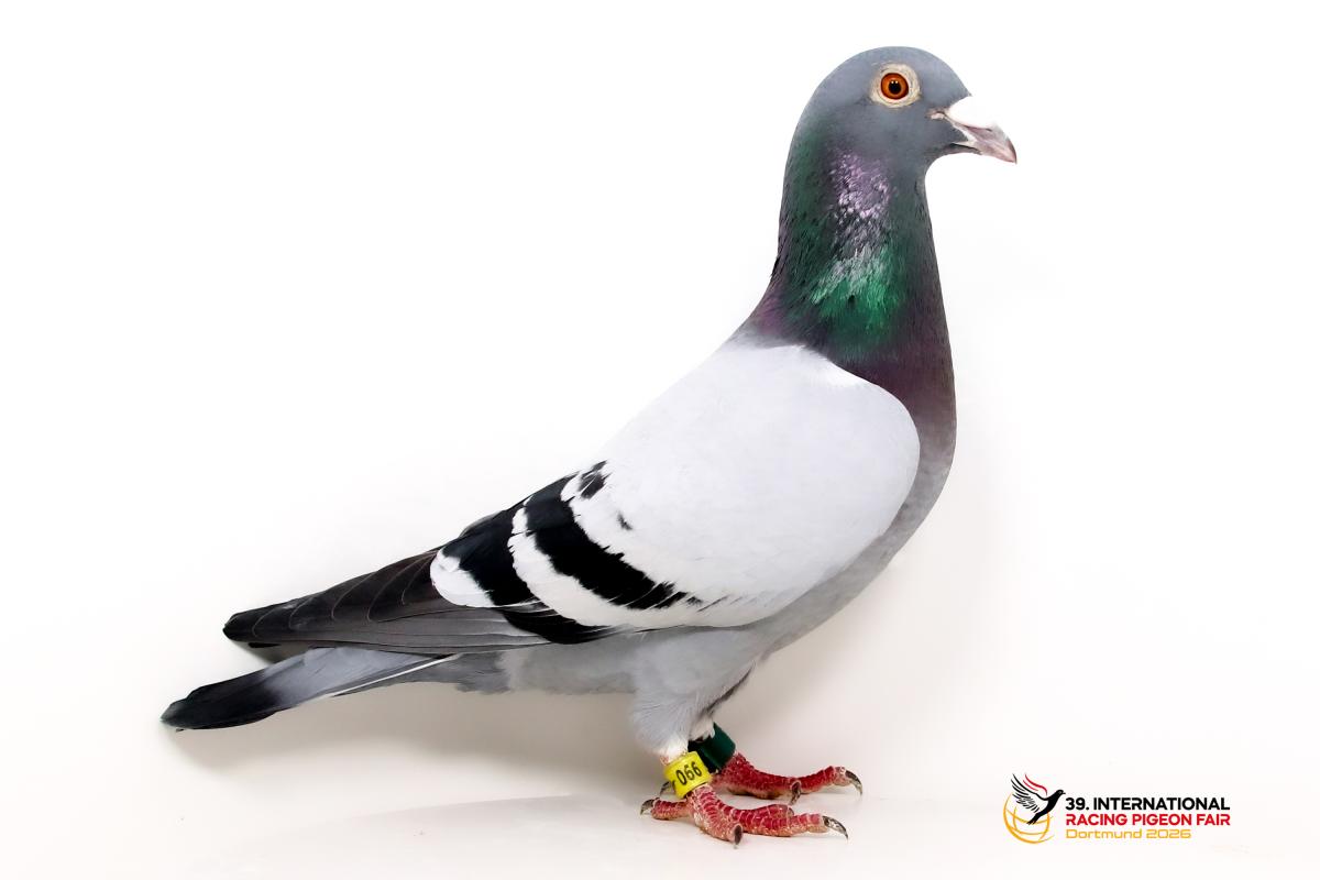Sporttauben--D-40-DV990