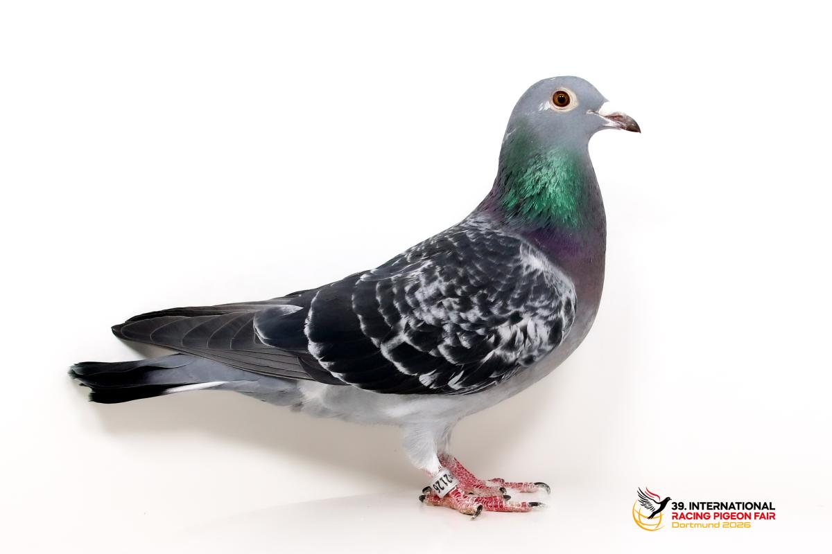 Sporttauben--F-49-DV2126