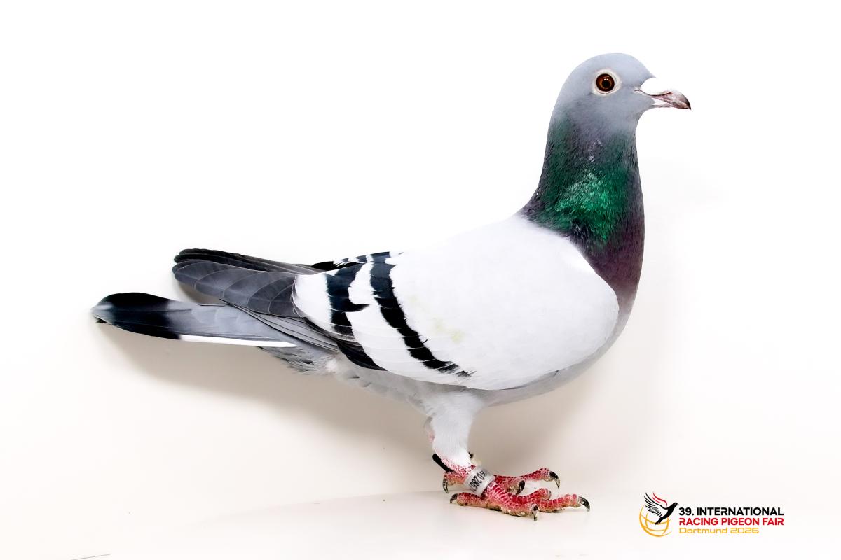 Sporttauben--F-50-DV1051